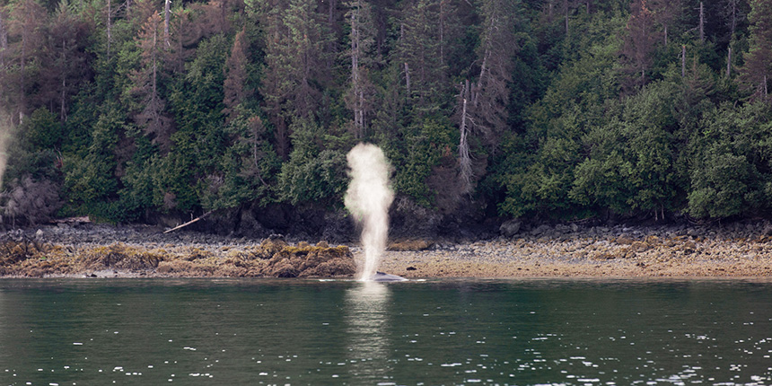Kachemak Bay Adventures - Alan's Water Taxi - St. Augustine Kayak & Tours - Discover Spouting Humpback Whales in Sadie Cove while kayaking or in transit to your adventure!