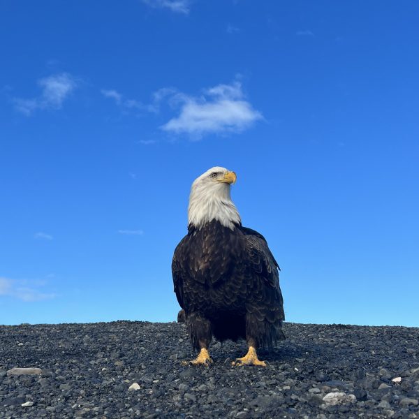 a bird standing on a rocky hill
