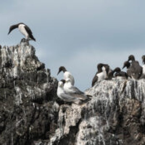 a flock of seagulls standing on a rock