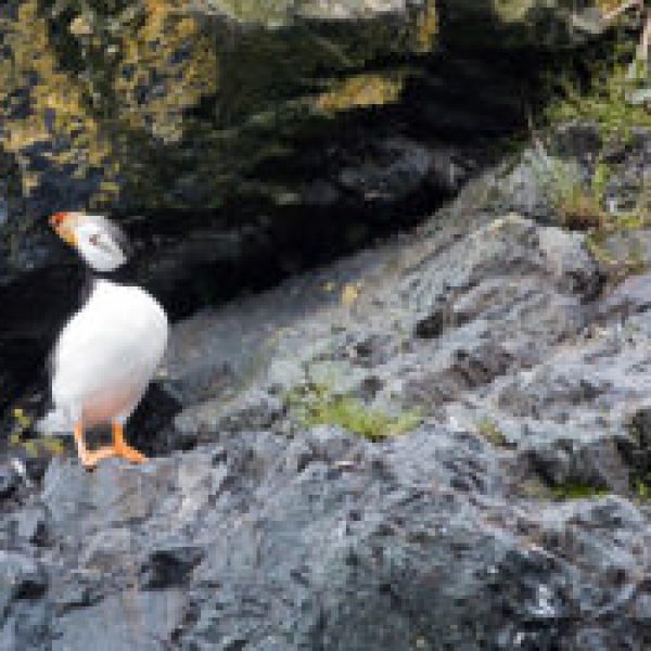 a bird standing on a rock