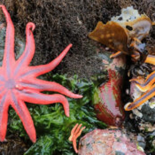 a close up of a coral
